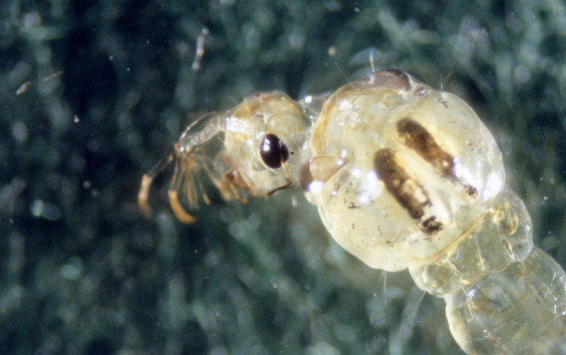 Chaobrus larva with grasping antennae for catching prey. Chaobrus larva with grasping antennae for catching prey. Credit: Betsy Leppo